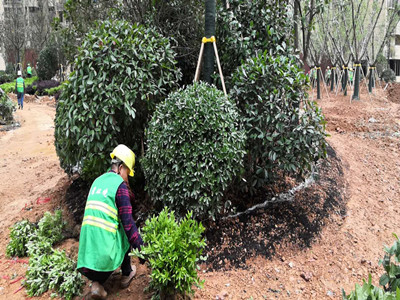 園林施工現場11